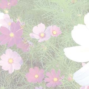 Reference 037a